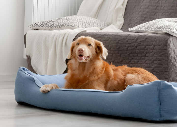 Creating a Comfortable Space for Your Pet