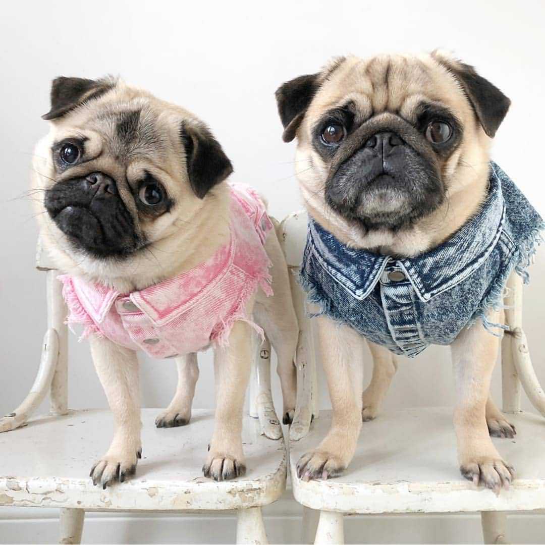 Pet Denim Jacket Stylish Washed Cotton Clothes for Dogs