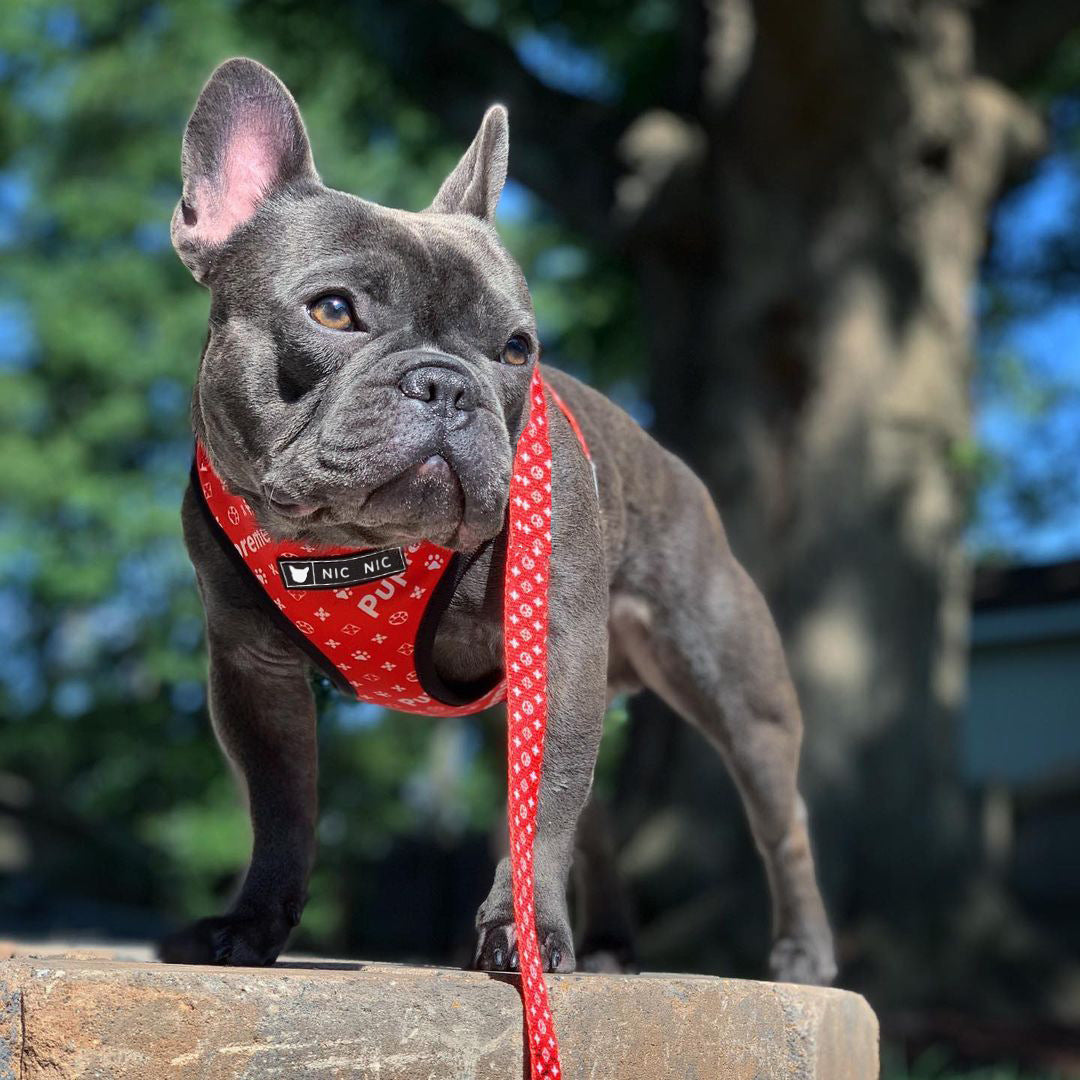 Breathable Pet Mesh Harness and Leash Set