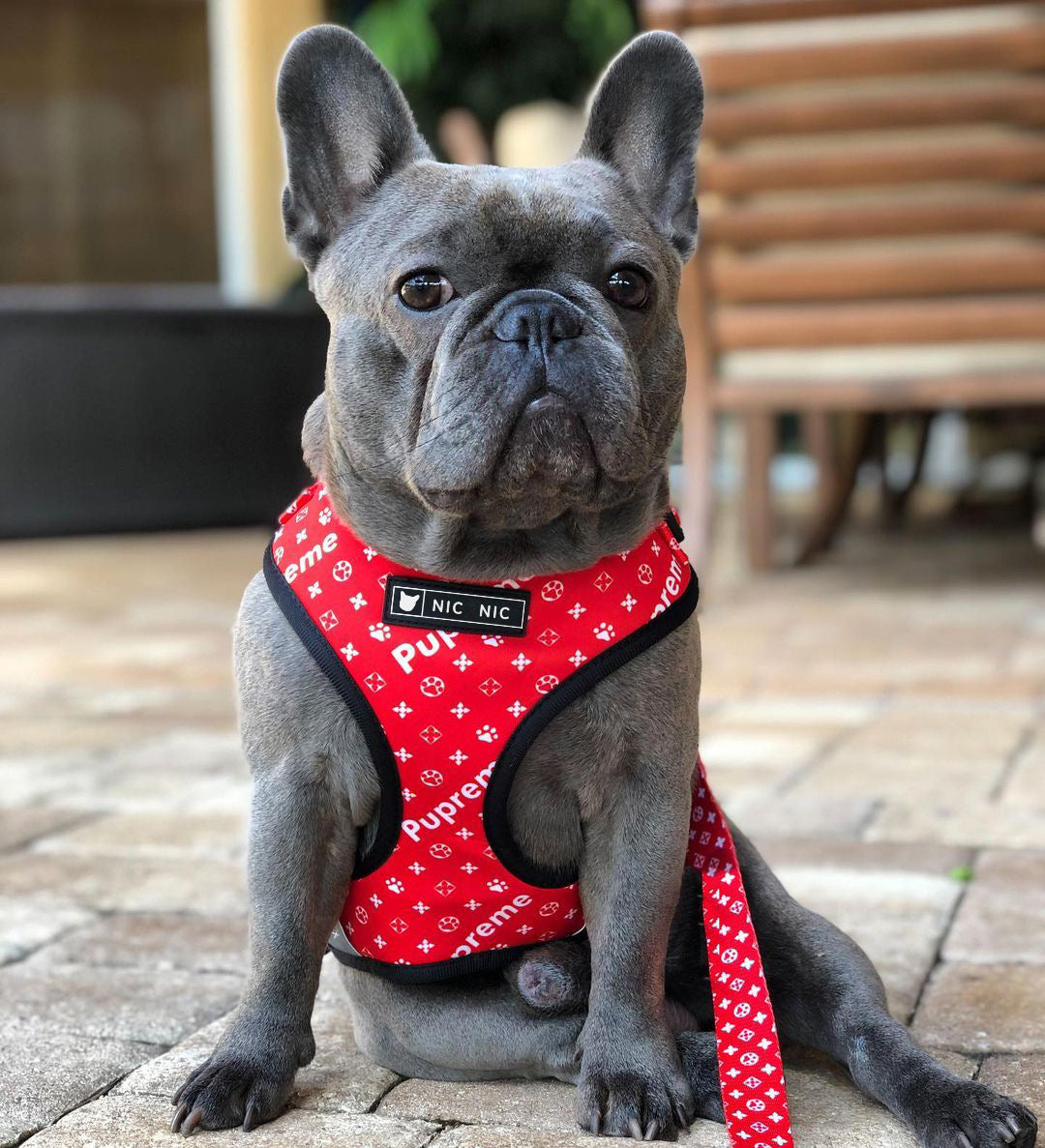 Breathable Pet Mesh Harness and Leash Set