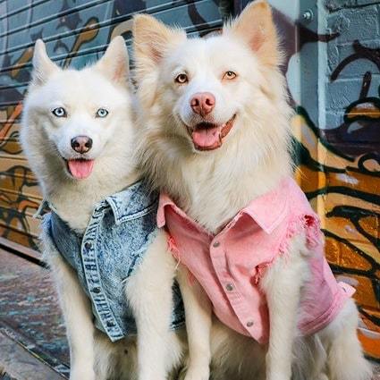 Pet Denim Jacket Stylish Washed Cotton Clothes for Dogs