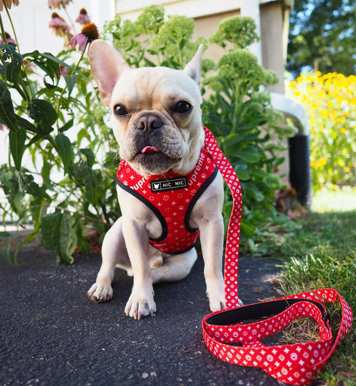 Breathable Pet Mesh Harness and Leash Set