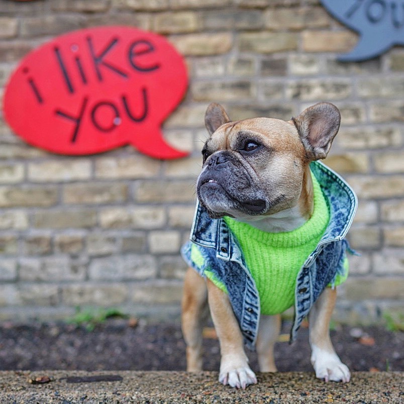 Pet Denim Jacket Stylish Washed Cotton Clothes for Dogs