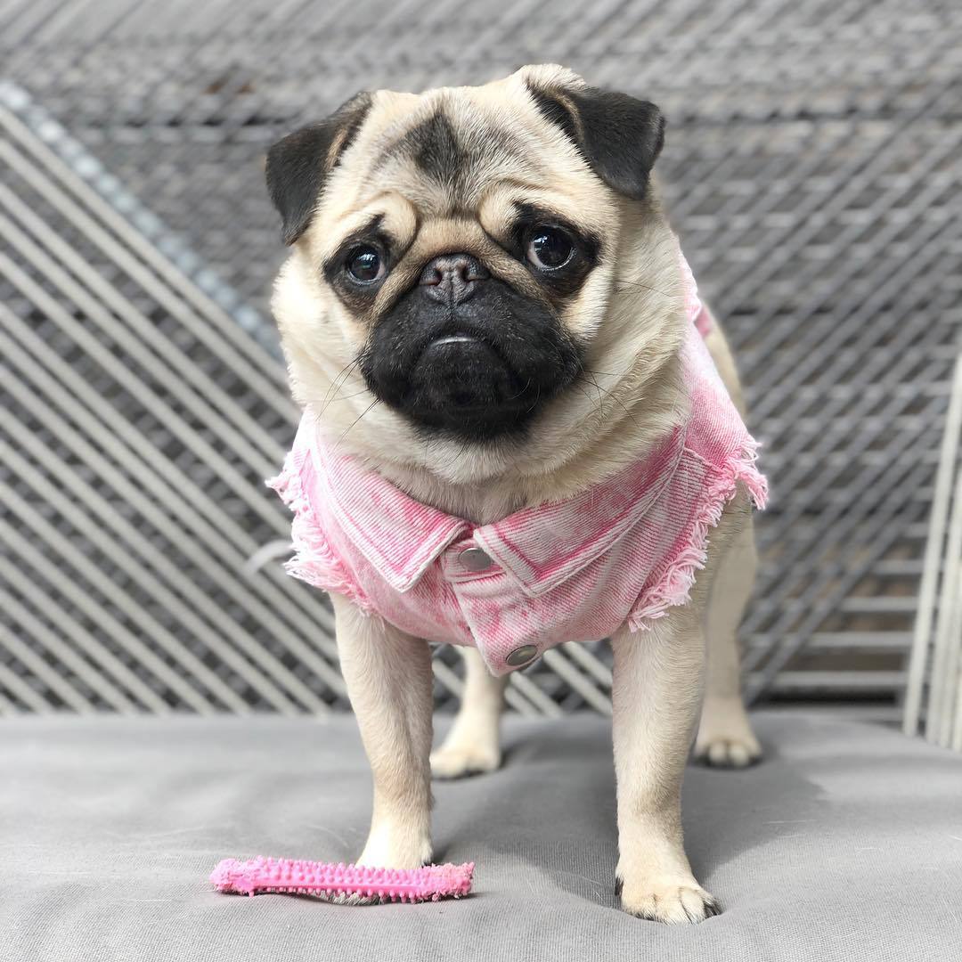 Pet Denim Jacket Stylish Washed Cotton Clothes for Dogs