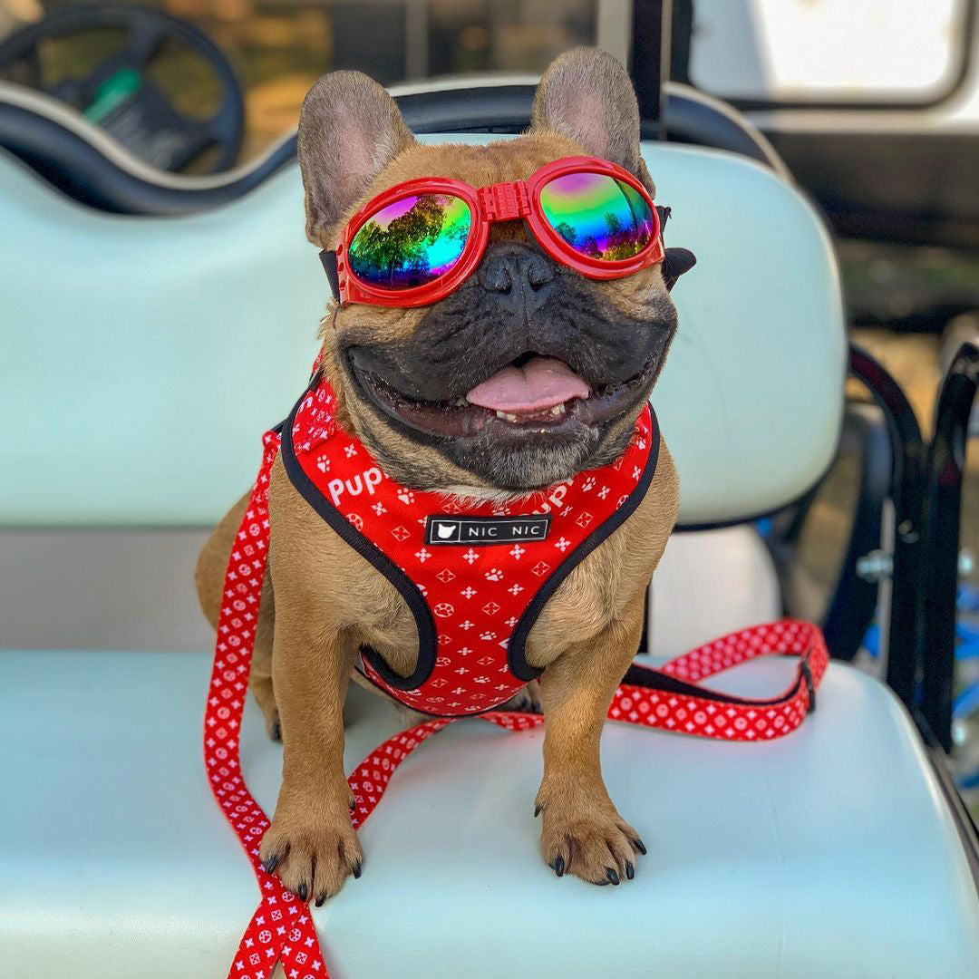 Breathable Pet Mesh Harness and Leash Set