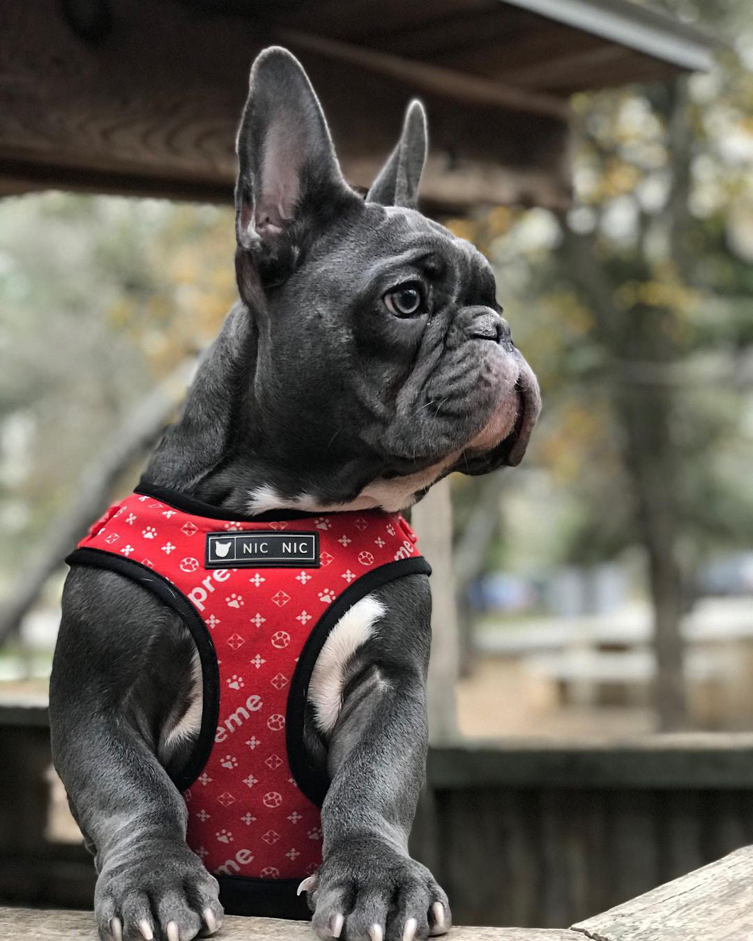 Breathable Pet Mesh Harness and Leash Set