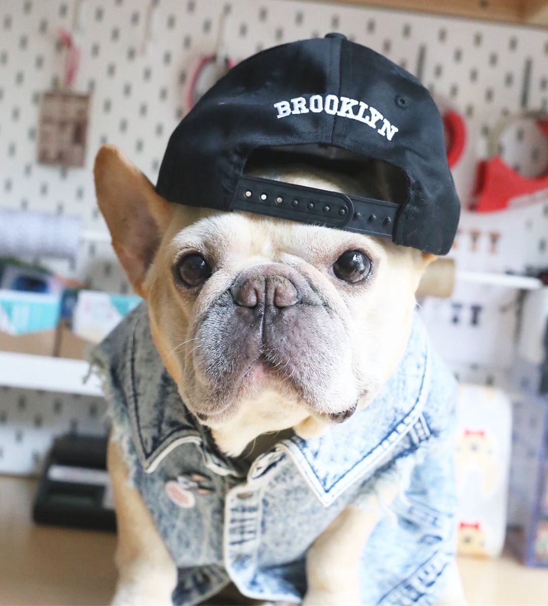 Pet Denim Jacket Stylish Washed Cotton Clothes for Dogs